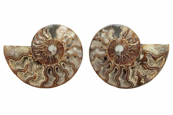 Cut & Polished, Crystal-Filled Ammonite Fossil - Madagascar #282661